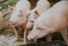 Gestión de efluentes líquidos y residuos en la producción porcina